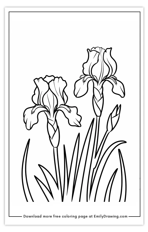 A black and white coloring page featuring two iris flowers with detailed petals and long stems.
