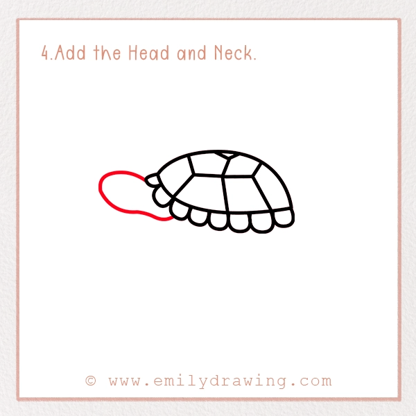 How to Draw a Tortoise - Step 4 - Add the Head and Neck