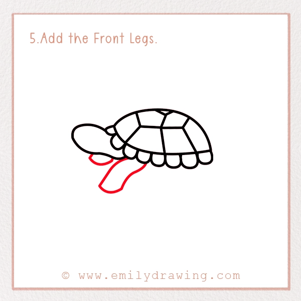 How to Draw a Tortoise - Step 5 - Add the Front Legs