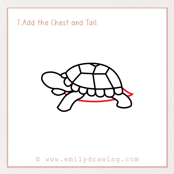 How to Draw a Tortoise - Step 7 - Add the Chest and Tail