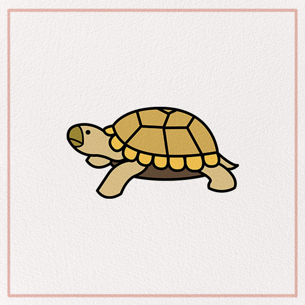 How to Draw a Tortoise Feature