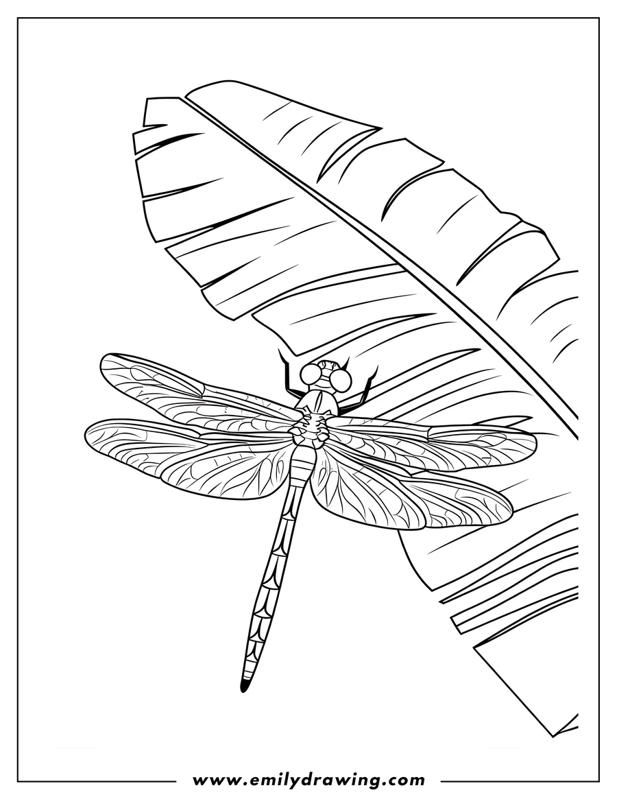 Line art of a dragonfly resting on a banana leaf.