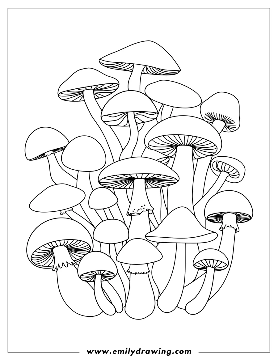 Outline of a cluster of various mushrooms.