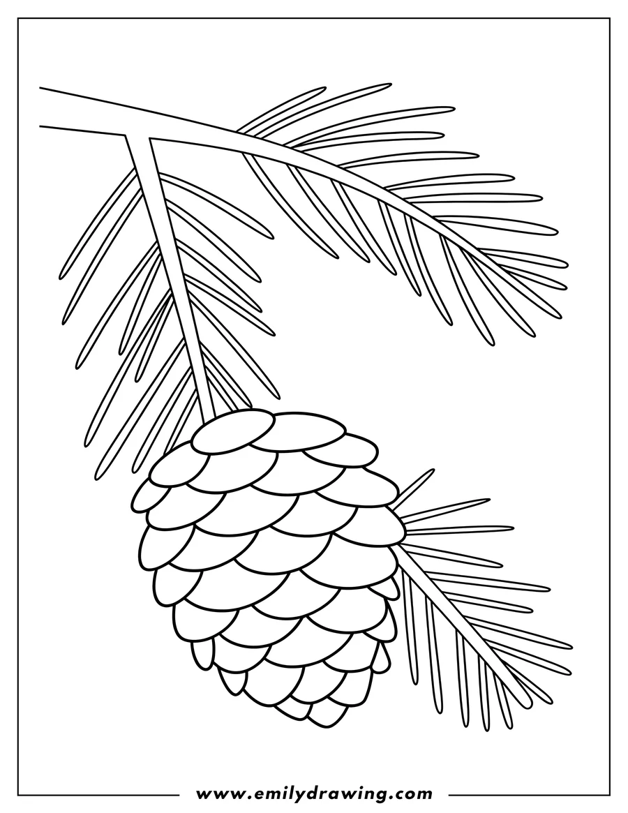 Line art of a pine cone hanging from a pine branch.