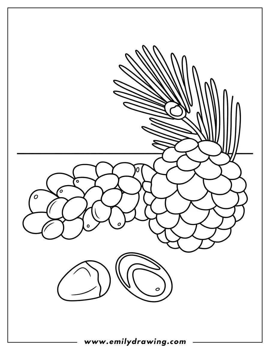 Line art of a pine cone, pine nuts, and a pine branch with needles.