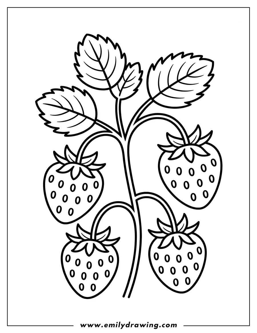 Line art of four strawberries growing on a vine with leaves.