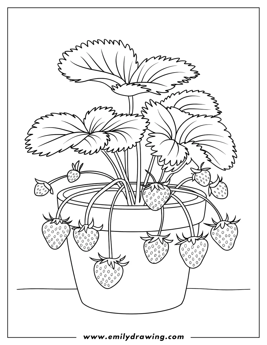Outline of a strawberry plant with several ripe strawberries growing in a terracotta pot.