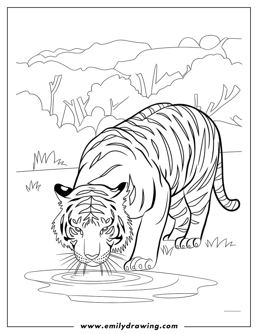 Outline of a tiger drinking water from a small puddle.  Trees and grass are visible in the background.